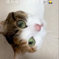 近い猫