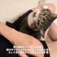 人の膝の上で顔を見上げる猫