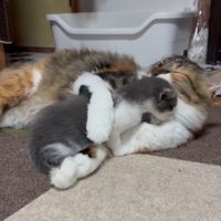 子猫を毛づくろいする成猫