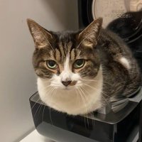 炊飯器の中からじっと見つめる猫