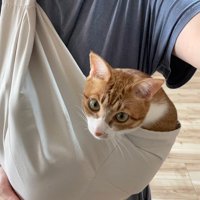 スリングに入る猫