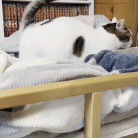 歩いて行く豆大福くん