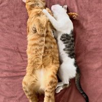 へそ天で寝る猫