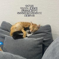 茶色の猫と寝る子猫