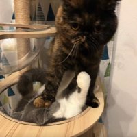 手を上げている猫を踏んでいるカメラ目線の猫