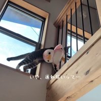 柵に引っかかるぬいぐるみ