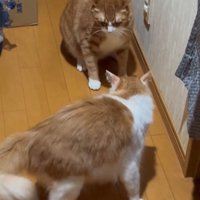 向かい合う2匹の猫