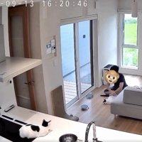 回される猫