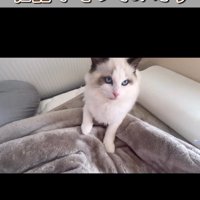 飼い主が声を出す場面