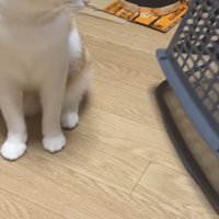 罠を見つめる猫の写真