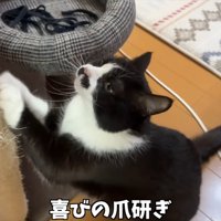爪とぎ中