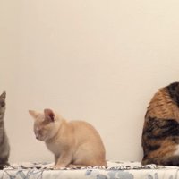 横向きになる子猫