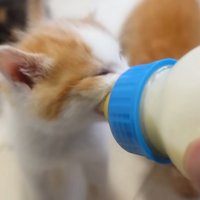 目をつぶって必死にミルクにかぶりつく茶白猫
