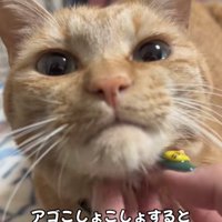 アゴを撫でられてしゃくれている猫