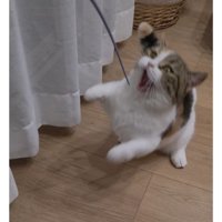 室内にいる猫