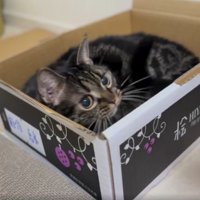 箱に入る猫