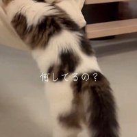 ハンモックに乗ろうと頑張る猫