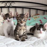 お座りする3匹の猫