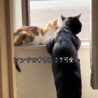 外を見る2匹の猫