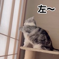 「左」と書かれた写真