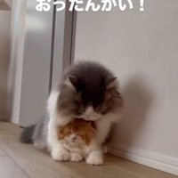グレー白の猫の体の下にいる茶白の猫