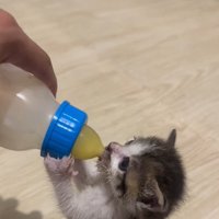 ミルクを飲む子猫