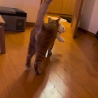 ぬいぐるみをくわえて歩く猫