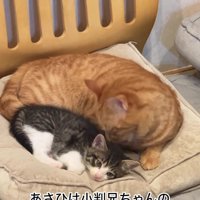 子猫のお世話をする猫