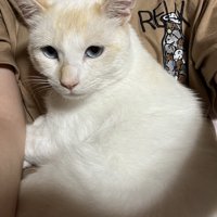 抱っこされる猫
