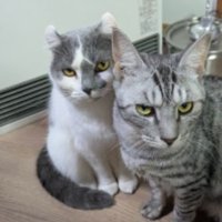 ヒーターの前にいる猫