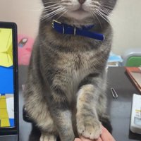 PCの横に座ってお手をしている猫