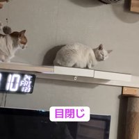 目を閉じる猫