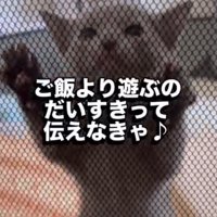 両前足でサークルの壁にしがみつく子猫