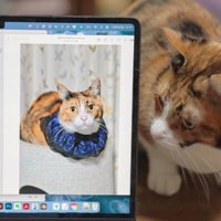 パソコンを見る猫