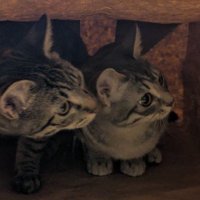 顔を寄せ合い相談する猫たち