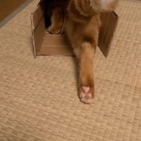 空き箱に入る猫