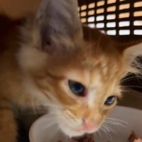 ごはんを食べる子猫
