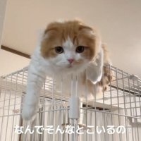 上から見下ろす猫
