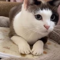 家の中で過ごす猫