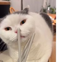 キッチンにいる猫