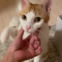 飼い主に頬を撫でられて、前足を上げる猫