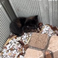 塀の隅で縮こまっている子猫