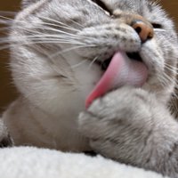 舐める猫