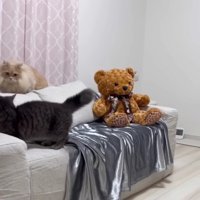 ソファでにらみ合う2匹