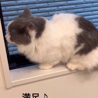 窓辺に登った猫