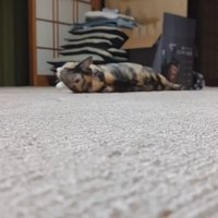 カーペットに寝転がるハチワレ猫