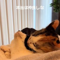 あずきちゃんとえのきちゃん