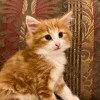 座っているノルウェージャンフォレストキャットの子猫