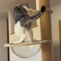 キャットタワーの上にいる猫