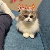 ソファの上で怒っている猫